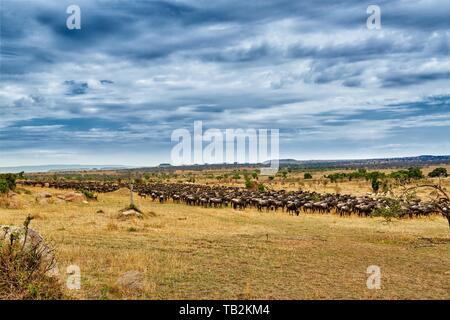 Western white-barbuto wildebeests Foto Stock
