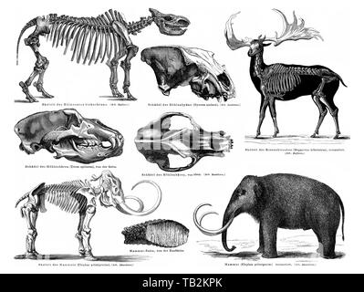Animali e scheletri formano il periodo Pleistocene, mammut, giant cervi, orso delle caverne, grotta iena, Rinocerus tichorhinus, Historische, zeichnerische Darstellung, Tiere und Skelette aus dem Pleistozän, Zeitabschnitt in der Erdgeschichte, Mammut, Riesenhirsch, Höhlenbär, Höhlenhyäne, Rinocerus tichorhinus, 19. Jahrhundert aus Meyers Konversations-Lexikon von 1890 Foto Stock