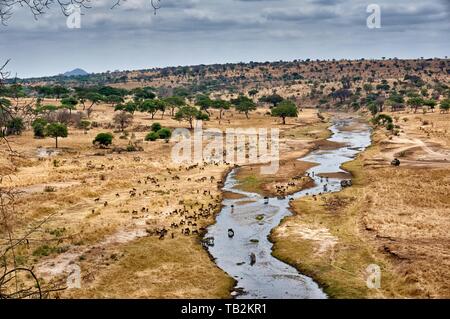 Wildebeests blu e zebre Foto Stock