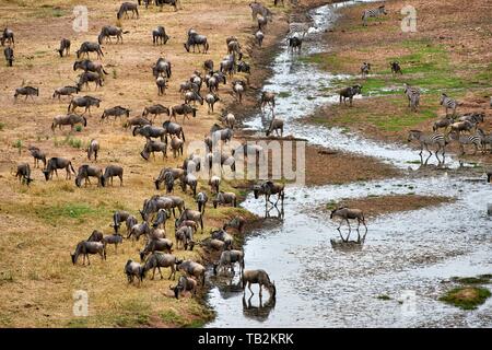 Wildebeests blu e zebre Foto Stock