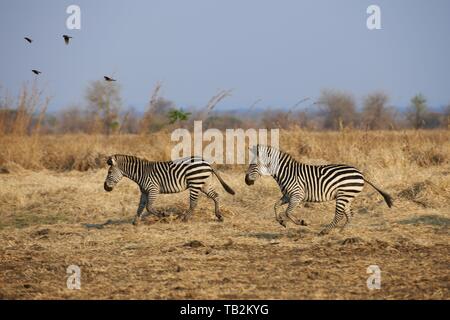 zebre di pianura Foto Stock