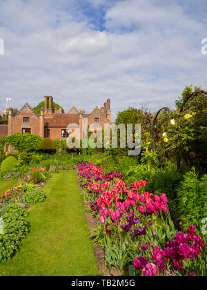 Chenies Manor sunken garden tulip visualizzare guardando verso il Tudor Manor House; vibrante confini dello stabilimento, il fogliame fresco, viola, rosa, Carminio e prato. Foto Stock