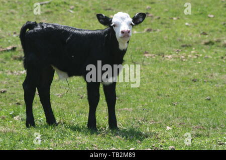 Giovani in bianco e nero di fronte vitello in campo da soli cercando curiosamente per vedere cosa sta succedendo nel campo Foto Stock