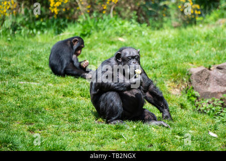 Gruppo di scimpanzé (Pan troglodytes) nel sentiero di Budongo recinzione presso lo Zoo di Edimburgo, Scozia, Regno Unito Foto Stock