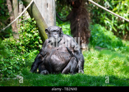 Grandi anziani scimpanzé (Pan troglodytes) nel sentiero di Budongo recinzione presso lo Zoo di Edimburgo, Scozia, Regno Unito Foto Stock