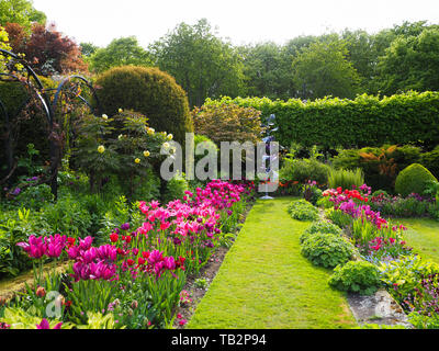 Chenies Manor Sunken giardino luminoso rosa e viola i tulipani incorniciato da siepi, topiaria da, percorsi, Jenny Pickford giardino scultura su una fresca può pomeriggio. Foto Stock