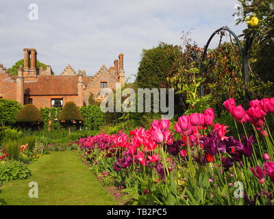 Chenies Manor sunken garden tulip visualizzare guardando verso il Tudor Manor House; vibrante confini dello stabilimento, il fogliame fresco, viola, rosa, Carminio e prato. Foto Stock