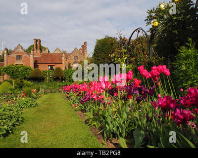 Chenies Manor sunken garden tulip visualizzare guardando verso il Tudor Manor House; vibrante confini dello stabilimento, il fogliame fresco, viola, rosa, Carminio e prato. Foto Stock