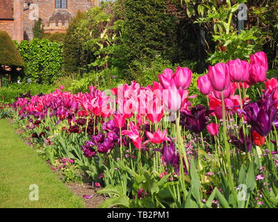 Chenies Manor sunken garden tulip visualizzare guardando verso il Tudor Manor House; vibrante confini dello stabilimento, il fogliame fresco, viola, rosa, Carminio e prato. Foto Stock