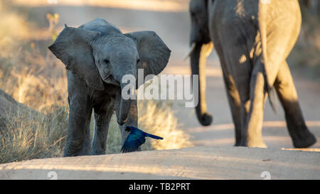 Un elefante di vitello, Loxodonta africana, passeggiate con le sue orecchie e la sua madre in background Foto Stock