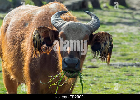 Foresta Africana di bufalo nano / buffalo / Congo buffalo (Syncerus caffer nanus) nativa per le foreste pluviali dell'Africa centrale e occidentale Foto Stock
