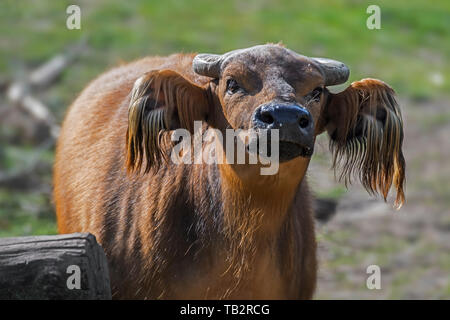 Foresta Africana di bufalo nano / buffalo / Congo buffalo (Syncerus caffer nanus) nativa per le foreste pluviali dell'Africa centrale e occidentale Foto Stock