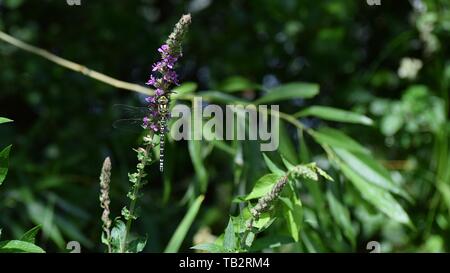 Dragonfly su un fiore di colore viola. Foto Stock