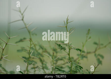 Spine di Acacia Nilotica, Babla tree, Bangladesh piano di medicinali Foto Stock