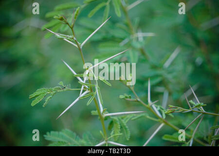 Spine di Acacia Nilotica, Babul tree, Bangladesh piano di medicinali Foto Stock