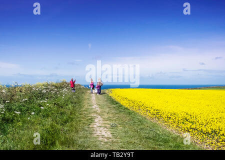 Una famiglia di turisti in posa per una fotografia sul bordo di un campo di senape selvatica Sinapis arvense su Western pentire a Newquay in Cornovaglia. Foto Stock