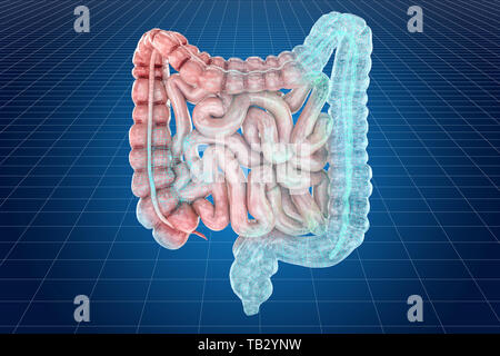 Visualizzazione 3D CAD modello di intestino umano, rendering 3D Foto Stock