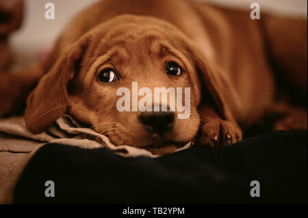 Carino marrone chiaro labrador retriever cucciolo Foto Stock