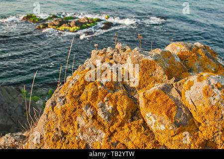 Paesaggio con rocce di mare invaso dalle alghe verdi e Rupi costiere con lichene giallo chiaro nella soleggiata giornata estiva Foto Stock