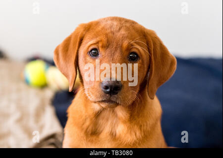 Carino marrone chiaro labrador retriever cucciolo Foto Stock