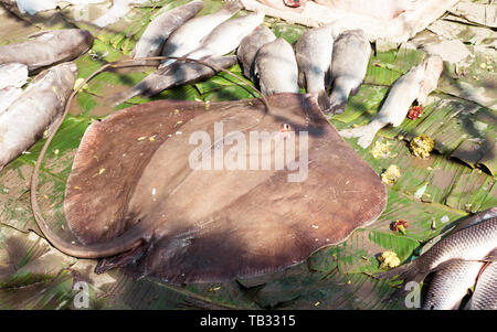 Un grande sconosciuto a forma ovale candy per la visualizzazione nel mercato del pesce. Pesce di mare del display su un mercato del pesce di vendite al dettaglio contatore in strada di kolkata india. Foto Stock