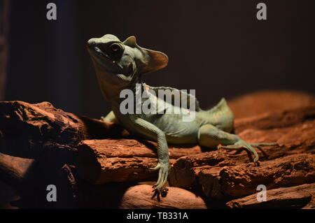 Basilisk verde su una superficie di legno Foto Stock