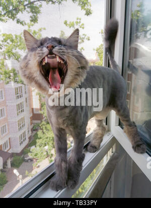 Una striata gatto Siberiano rifilato o radere per l'estate è urlando o sbadigliare mentre in piedi in una finestra con una rete di protezione sul balcone Foto Stock