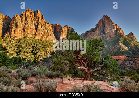 Parco Nazionale di Zion, Utah, Stati Uniti d'America, America del Nord Foto Stock