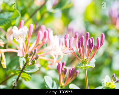 Fiori Selvatici crescente attorno a Lisbona in Portogallo. Foto Stock