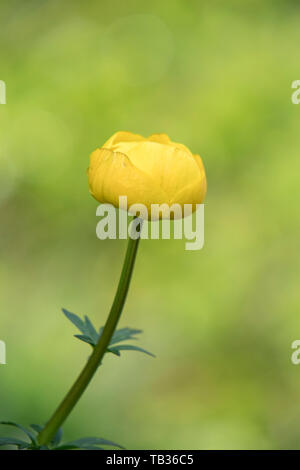 Globe Flower Trollius europeus Teesdale superiore della Contea di Durham Foto Stock