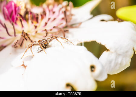 Foto orizzontale di Nizza brown spider. Insetto è appollaiato sul fiore bianco con centro di colore rosa. Spider catturato una mosca e si mangia. Spider ha corpo peloso e l Foto Stock