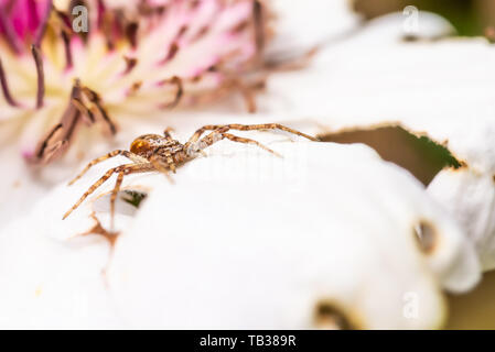 Foto orizzontale di Nizza brown spider. Insetto è appollaiato sul fiore bianco con centro di colore rosa. Spider è caccia gli insetti senza web. Spider ha hairy b Foto Stock