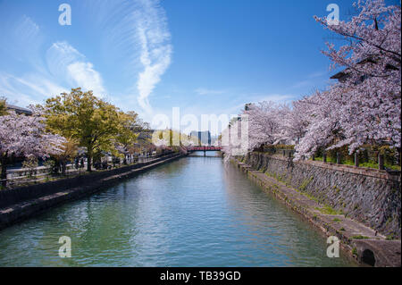 La fioritura dei ciliegi in Primavera lungo la Okazaki Canal, Kyoto, Giappone. Foto Stock