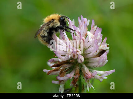 Bee raccogliendo il polline, Mabie foresta, Dumfries and Galloway, S W Scozia Scotland Foto Stock