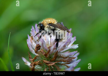 Bee raccogliendo il polline, Mabie foresta, Dumfries and Galloway, S W Scozia Scotland Foto Stock