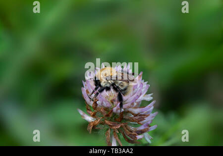 Bee raccogliendo il polline, Mabie foresta, Dumfries and Galloway, S W Scozia Scotland Foto Stock