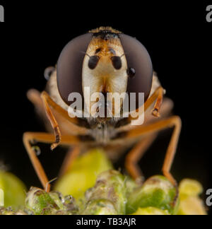 Macro ritratto di volare diptera close up con sfondo bkack Foto Stock