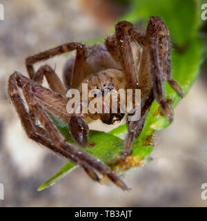 Olios argelasius, famiglia sparassidae ragno maschio in posa Foto Stock