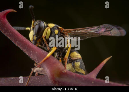 Eumenes sp. wasp in posa sul ramo marrone Foto Stock