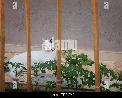 Angora turco gatto con occhi diversi sdraiato sul pavimento di piastrelle vicino all'aiuola. Foto Stock