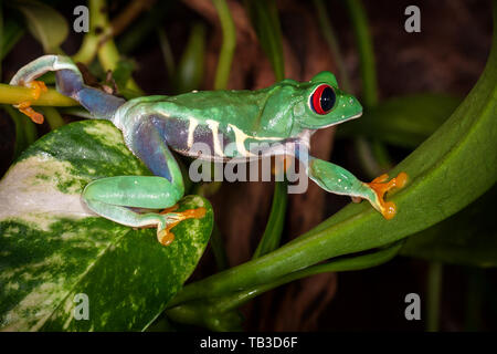 Red eyed raganella viaggia su foglie di pianta Foto Stock