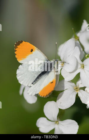 Arancio-punta butterfly 'Anthocharis cardamines' su una , in Inghilterra, Regno Unito Foto Stock