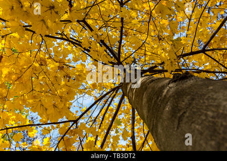 Foglie di giallo su un albero Foto Stock