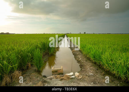 Paesaggio di verde di riso paddy campo con una vista del flusso di piccole dimensioni al centro. Agricoltura o il concetto di paesaggio. Foto Stock