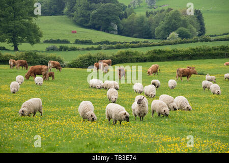 Bestiame e pecore al pascolo in un campo di Shropshire, Inghilterra, Regno Unito Foto Stock