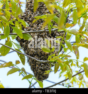 Api mellifere hive sciame in albero naturale Foto Stock
