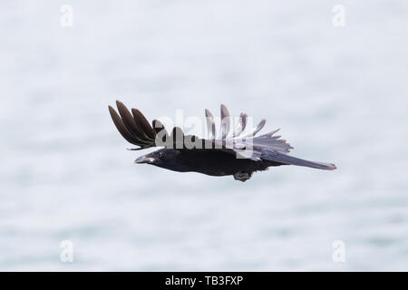 Flying isolato carrion crow corvo imperiale (Corvus corone), diffondere le ali Foto Stock