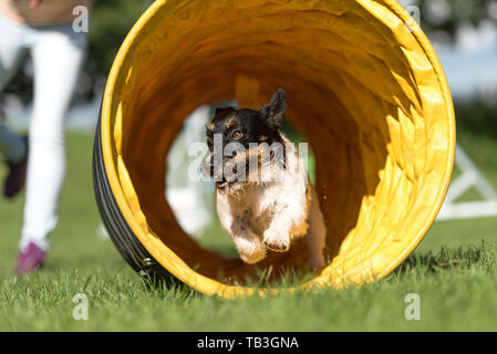 Cane corre veloce attraverso un'Agility tunnel . Tricolore Jack Russell Terrier Foto Stock