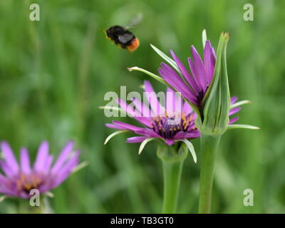 Bumble oltre i fiori Foto Stock