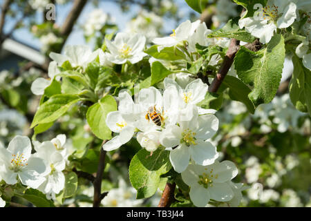 Il miele delle api di impollinazione frutteti in fiore nel giardino di primavera Foto Stock